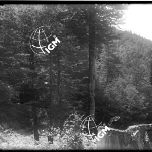 "Valle di Vermosh - da un cucuzzolo a sud della Ciafa Vievernient, dove il torrente forma la forza." - LN00010310