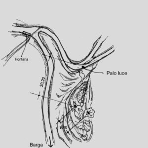 097907 - CIME DI VETRICIA