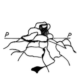 224003 - CAPO PECORA