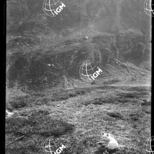 Moncenisio Truc sopra l'Alpe Savalino inferiore - LN00019645